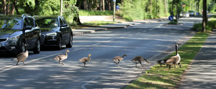 Paderborn … Enten an den Fischteichen überqueren die Straße