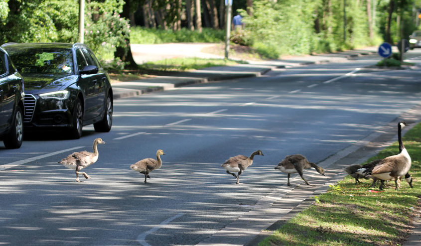 Paderborn … Enten an den Fischteichen überqueren die Straße